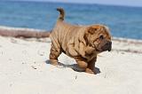 SHAR-PEI 162